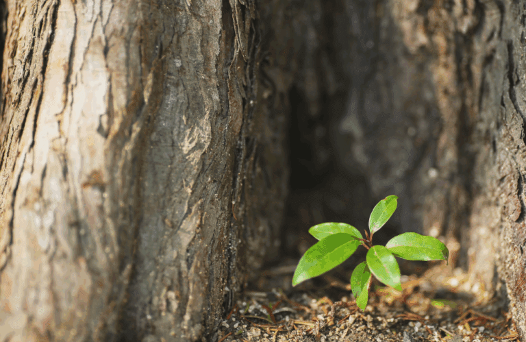 Beauty In The Chaos: What A Movie Taught Me About ADHD, Balance, and Renewal